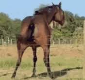 Horses Ass GIFs | Tenor