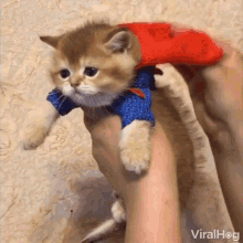kitten-superman.gif